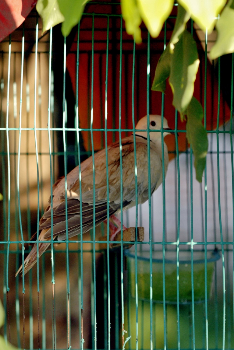 G LAOS3 bird in cage YA - Kikaphoto