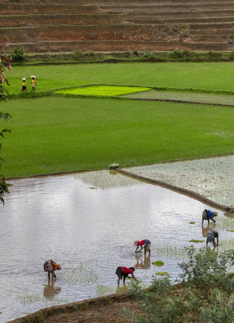 U MAD87 rizière inondée YA - Kika